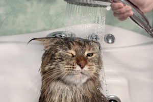 Wet cat in the bath