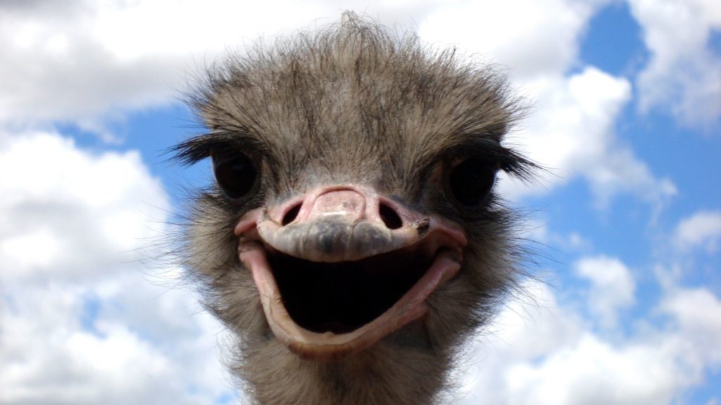 image shows ostrich smiling and looking happy